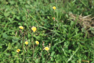 Wild grass yellow flower in the field