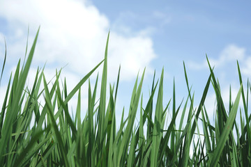 Obraz premium Fresh green wild long grass background image