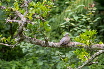 single bird on a tree branch with green background