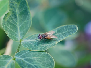 Insects in Thailand