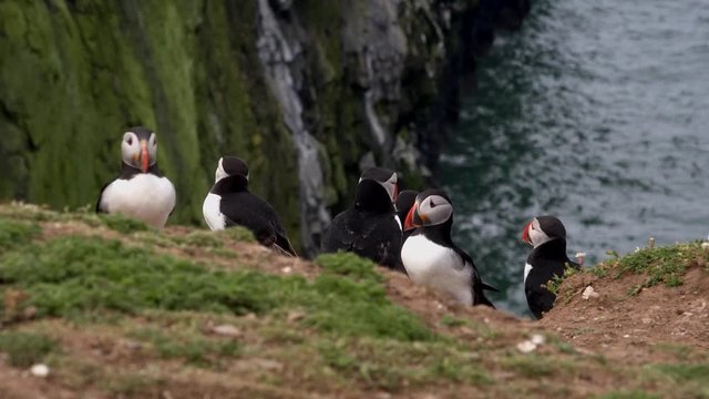 Puffins in colony with cliffs in background UK 4K