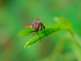 fly on a green leaf