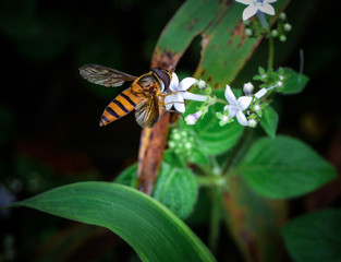 butterfly on flower