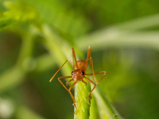 ant on a leaf