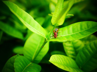 ladybird on a leaf
