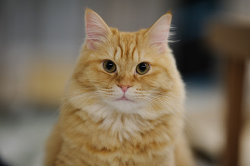 見つめる猫（マンチカン）