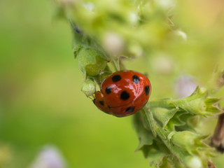 Fototapeta premium ladybug on grass