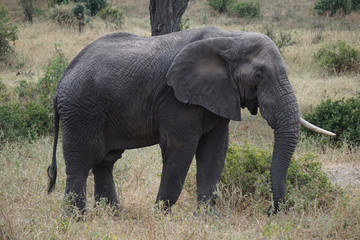 Obraz premium Close up of African Elephant, Tanzania