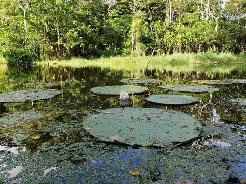 Laguna en el amazonas colombiano y flor de loto