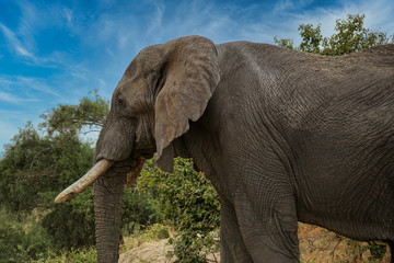 Close up of African Elephant, Tanzania