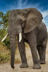 Naklejka na ściany i meble Close up of African Elephant, Tanzania