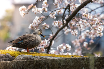 カモと桜