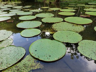 Flor de loto amazonica
