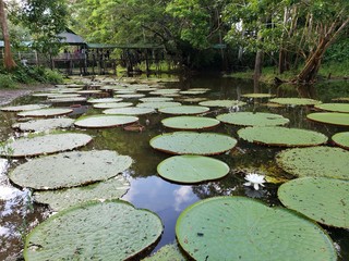 flor de loto en laguna colombiana