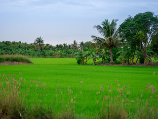 rice field in thailand