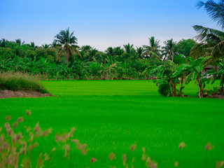 rice field in thailand