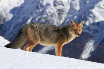 Zorro, Patagonia Argentina, Cerro Catedral