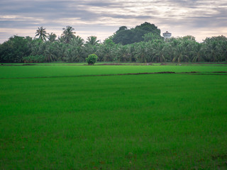green field and blue sky