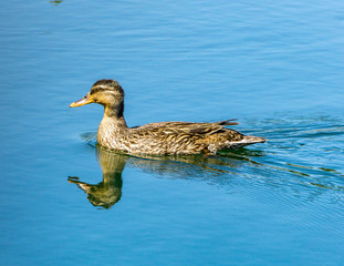 Mallard duck sitting in a pond