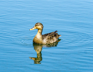 Mallard duck sitting in a pond