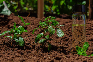Mint plants and  mint essential oil. Mint cultivation, sowing. Nature background.