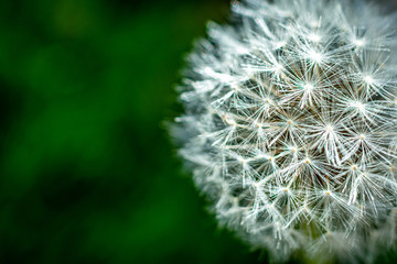 Fototapeta premium Close up of White Dandelion Flower
