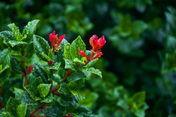 Backyard Shrub with Red Flower in backyard