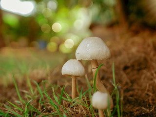 mushroom in the grass