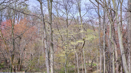 A small blooming dogwood tree sways in the wind durng a forest long exposure