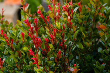 Backyard Shrub with Red Flower in backyard
