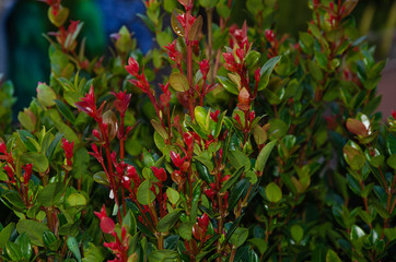 Obraz premium Backyard Shrub with Red Flower in backyard