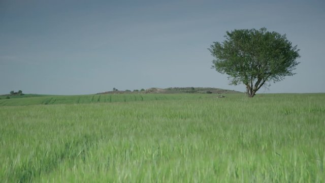 Lone tree in a feild of green wheat crop in rural spain .
