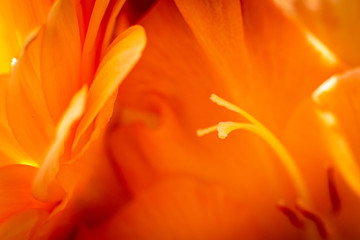 Fototapeta na wymiar Orange Gladiolus Flower Close Up Macro