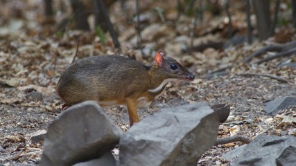 The Lesser Mouse Deer is a living and alone animal in the dense forest, eating plants such as fruit, lace, seeds, grass and vegetables. During the summer, they come for water. To release the heat