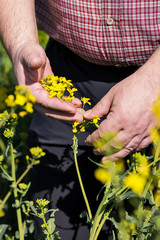 Landwirt begutachtet gelbe Blüten im blühenden Rapsfeld im Frühjahr