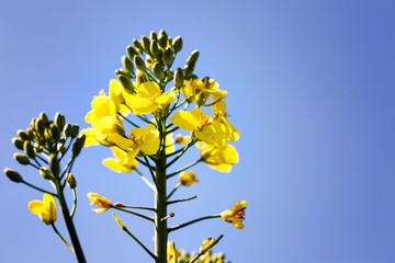Gelbe Rapsblüte im Frühling vor blauem Himmel