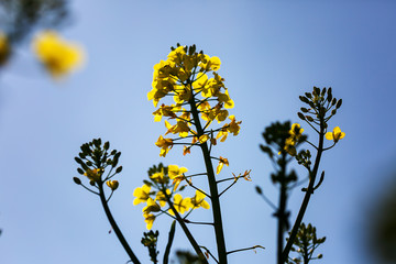 Gelbe Rapsblüte im Frühling vor blauem Himmel
