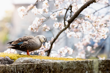 カモと桜