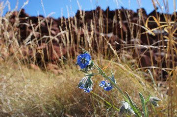  Camel Bush flower