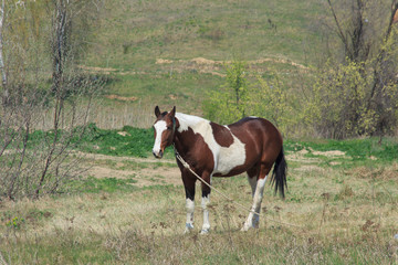 Naklejka na ściany i meble A tethered horse with beautiful coloring grazes in a spring meadow 