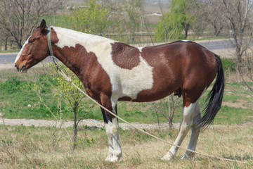 Naklejka na ściany i meble A tethered horse with a beautiful coloring, grazes near the road 