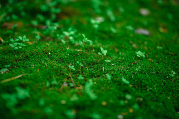 green moss with plants for background
