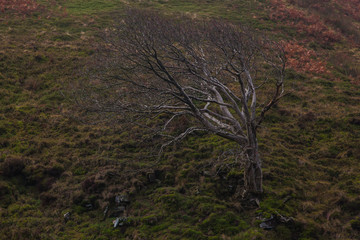 Mountains, Fields and Forests, Edale, Peak District, England, UK