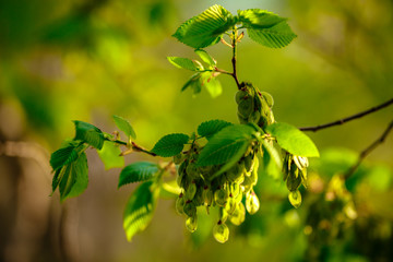 young leaves in spring
