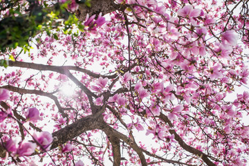 Spring Magnolia Tree Full of flowers Underneath canopy