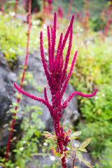 Amaranth flower in the nature