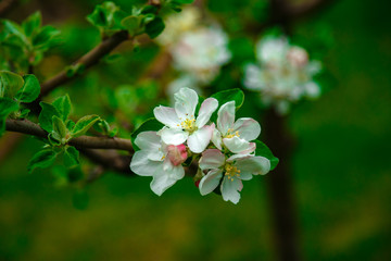 Obraz na płótnie Canvas white flowers on apple in spring