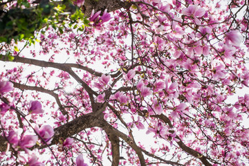Spring Magnolia Tree Full of flowers Underneath canopy