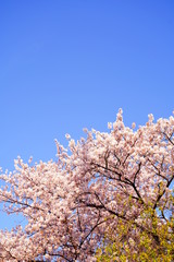 桜　さくら　花　ピンク　春　