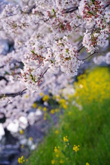 桜、菜の花、花、春、ピンク、黄色、入学、お花見、日本、美しい
